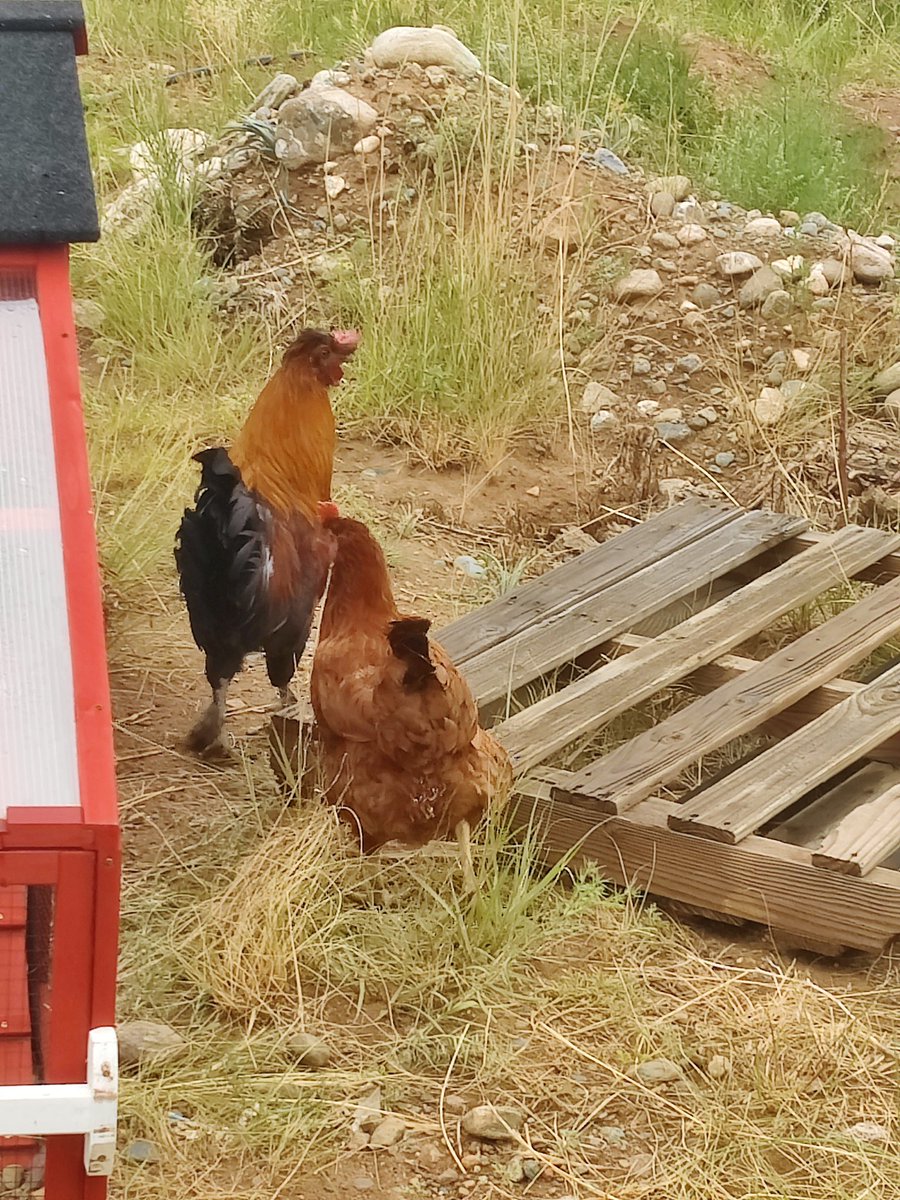 LizzyStarrrdust's tweet image. We've got a new hen and rooster. This bro is a coward. She's far braver than him. Men used to go to war...
