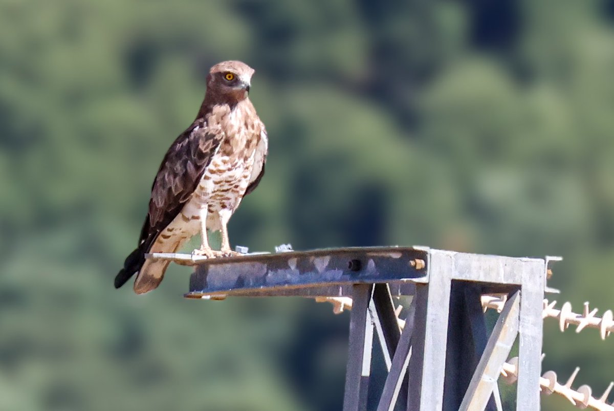 Looked like this highly caffeinated Short-toed Snake Eagle was plugged right into that electrical perch of his
