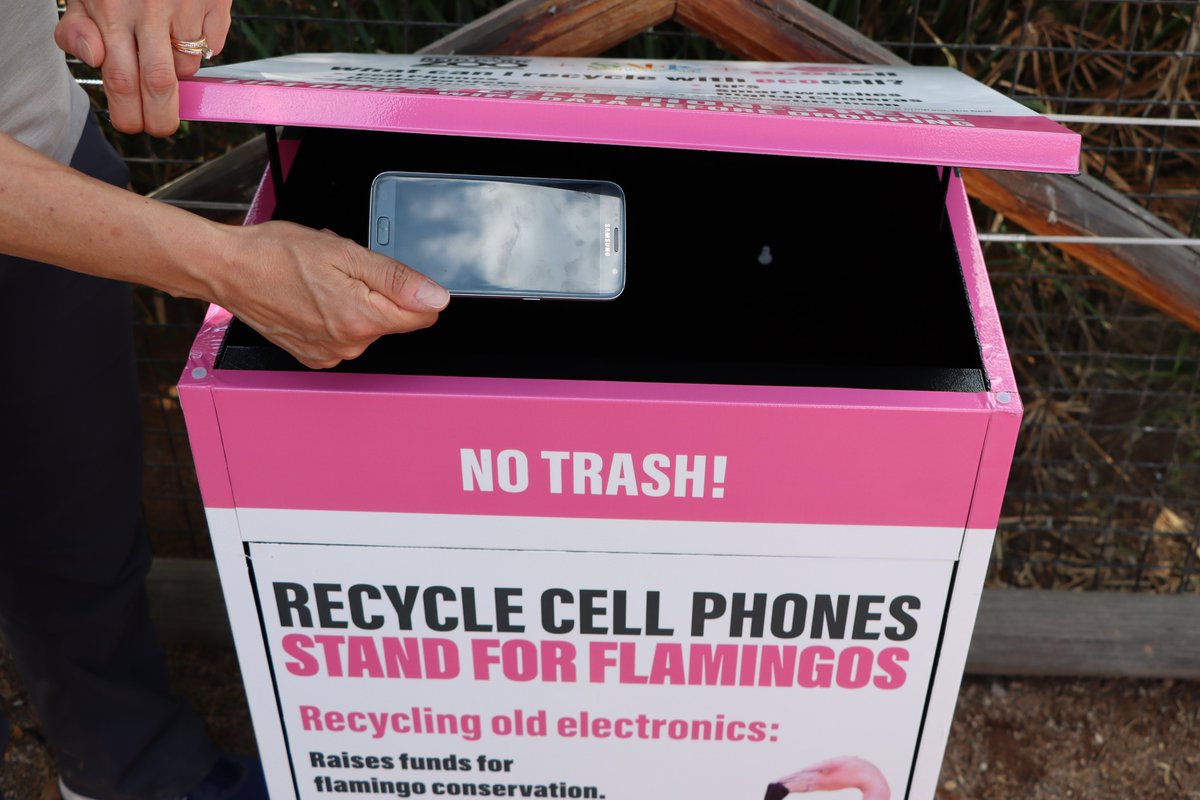 🦩 Recycle your old phone and support flamingo conservation in the process! Lithium for cell phone batteries is mined directly from flamingo habitats. Reid Park Zoo is partnering with ecocell to recycle phones to recapture lithium and fund SAFE: Andean Highland Flamingo program
