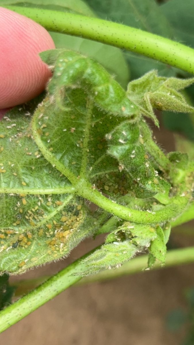 Adam Hixson (@hixsona) on Twitter photo Be on the lookout for cotton aphids. Droopy upper leaves and honeydew on lower leaves are signs of aphid feeding. Sefina insecticide is very effective on cotton aphids and is a great option to preserve the beneficial insects 🐞 <a href="/BASFAgProducts/">BASF AgSolutions US</a> Be on the lookout for cotton aphids. Droopy upper leaves and honeydew on lower leaves are signs of aphid feeding. Sefina insecticide is very effective on cotton aphids and is a great option to preserve the beneficial insects 🐞 <a href="/BASFAgProducts/">BASF AgSolutions US</a>