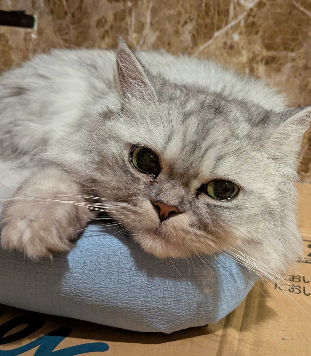 猫のたろう on X: 