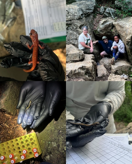 It's a Plethodontidae party!

Participating in the Student Network for Amphibian Pathogen Surveillance (S.N.A.P.S) means plenty of hands-on time swabbing salamanders, including the Pigeon Mountain Salamander (Plethodon petraeus) and Cave Salamander (Eurycea lucifuga)!