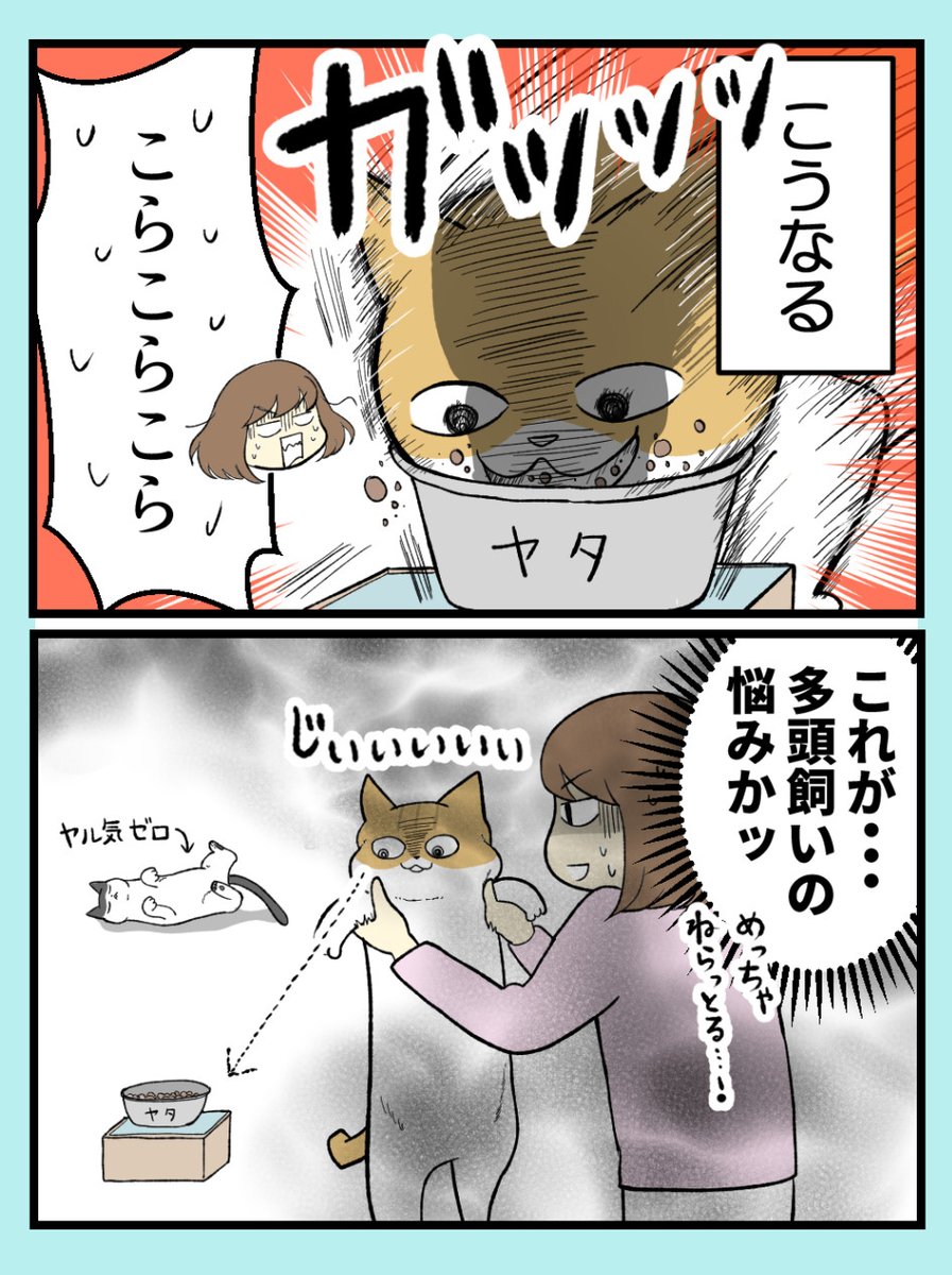 多頭飼い、こうなっちゃう
#猫漫画 