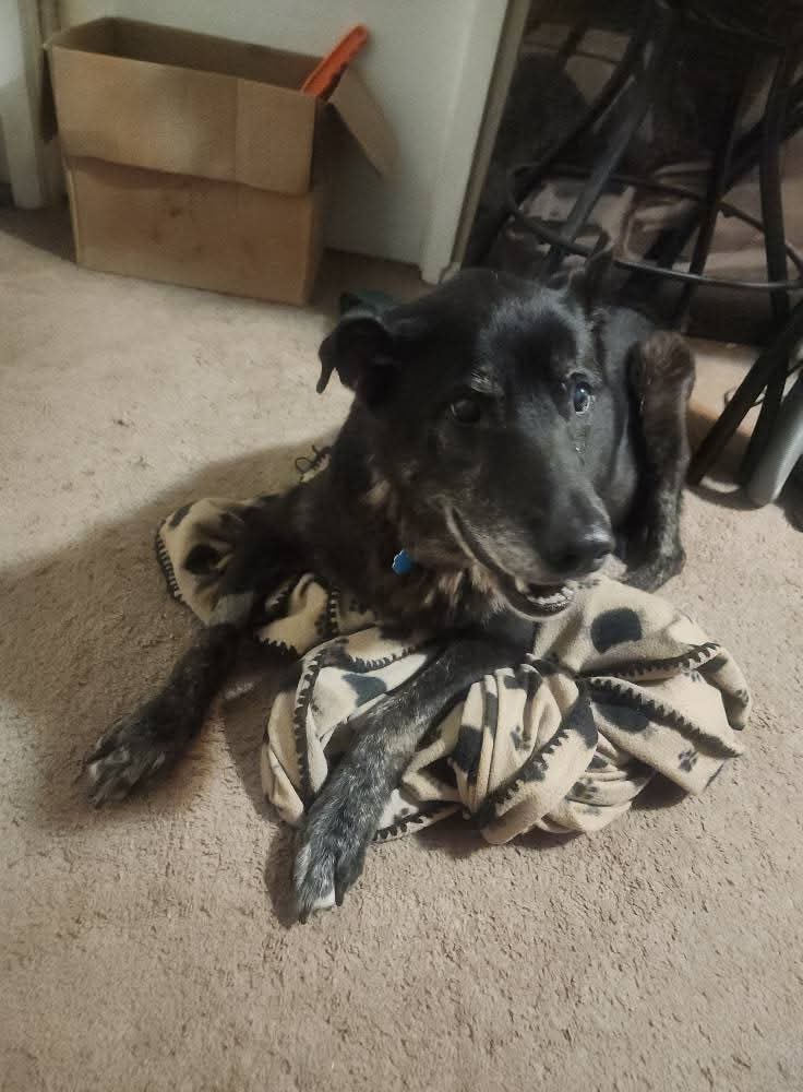 SwimDMC's tweet image. Funny fact about my 15 year old boy Ace(yes, named after the Bat-Hound): he had an ear hematoma drained the day before Superman came out, and now he has the same drooping right ear as Ozu/Krypto, @JamesGunn