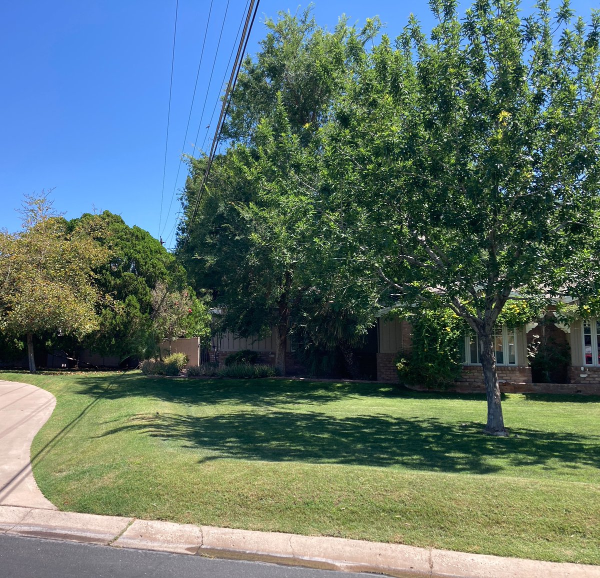 SRPconnect's tweet image. Are tree branches growing into power lines on your property? Call SRP before trimming. Our team will guide you on the safest next steps.