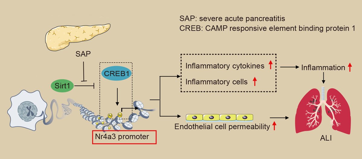 This new <a href="/FASEBorg/">FASEB</a> study suggests that Sirt1 might prevent CREB enrichment by inhibiting histone acetylation in the Nr4a3 promoter, thereby suppressing Nr4a3 expression and ultimately attenuating acute lung injury. 🫁

bit.ly/44MsQf4