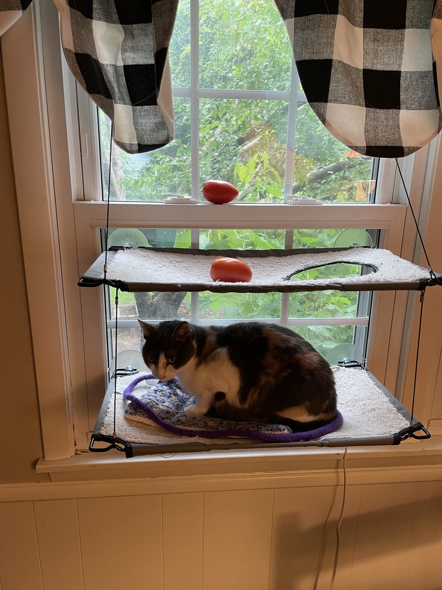 mfzerr's tweet image. Cat loving the first tomato of the year