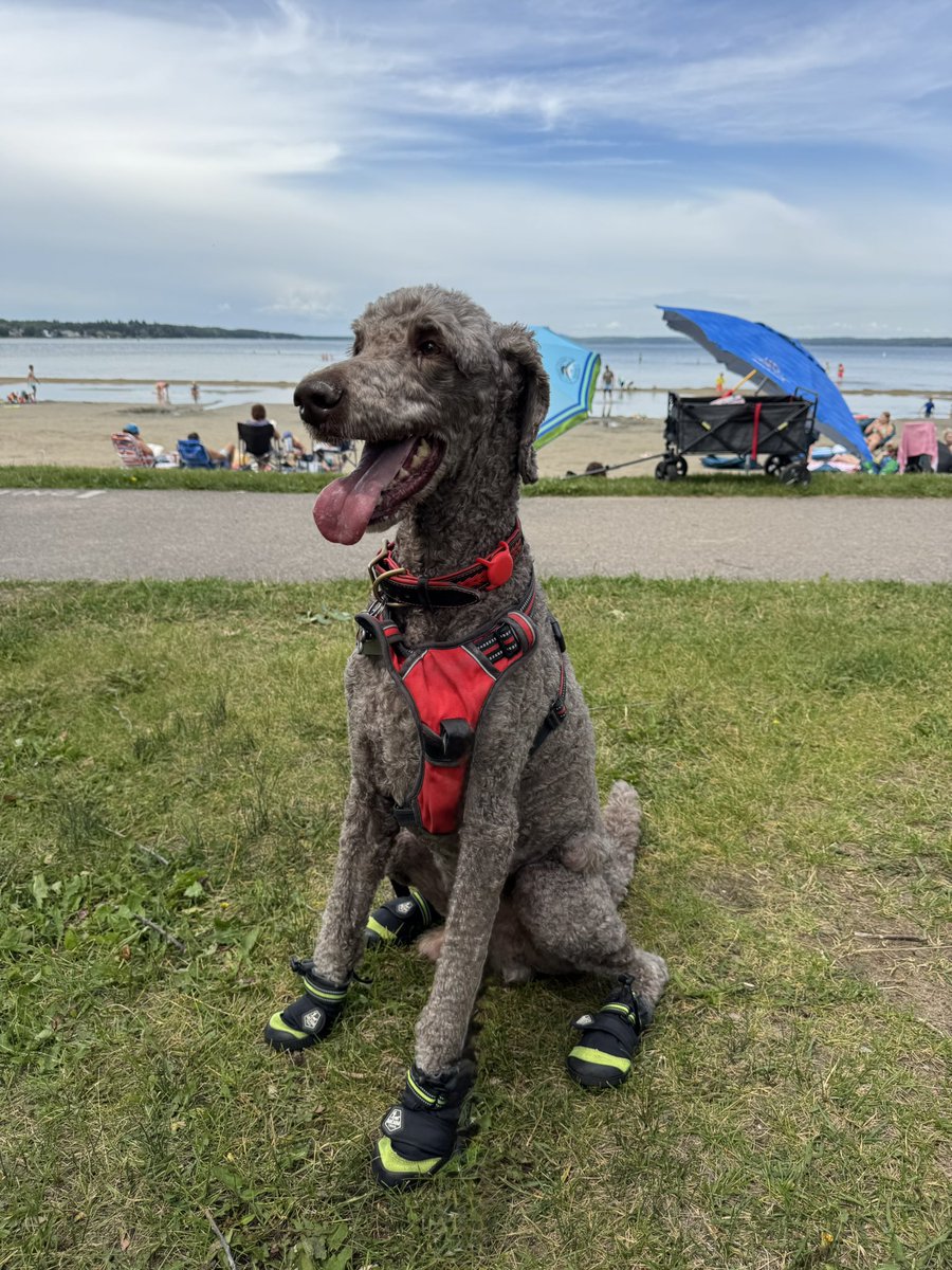 Ryan_the_Spoo's tweet image. Down at the beach for a short time. Man, every tree was covered in peemail so I was super busy!! #spoo #spooinboots #spooatthebeach
