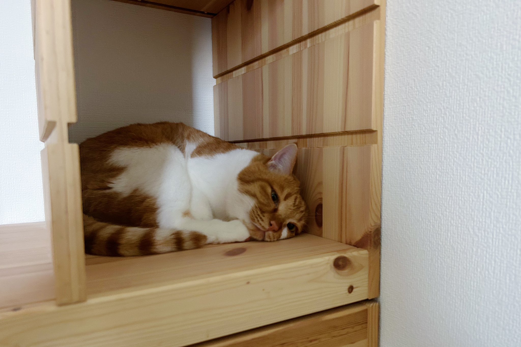 猫好き (@zV0u10Lh0efccHM) / X