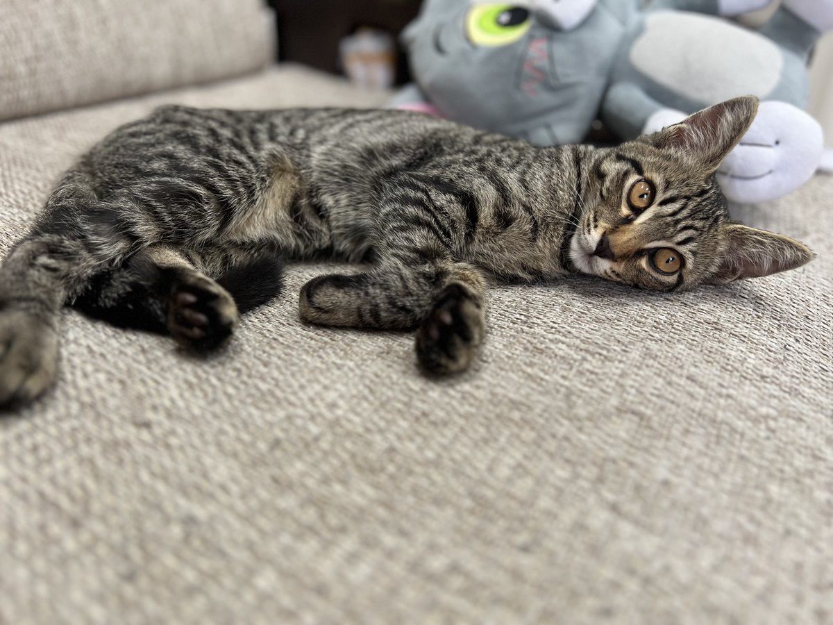 ShunToki_15's tweet image. 寝てたから撮ろうとしたら何やねんって見られた🐱