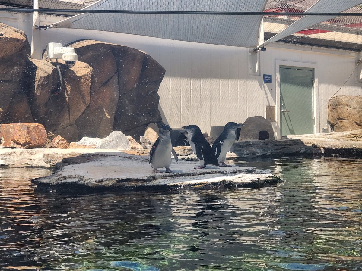 plushpenguin's tweet image. I treated myself to an exquisite pork cutlet and a visit to some feathered friends.