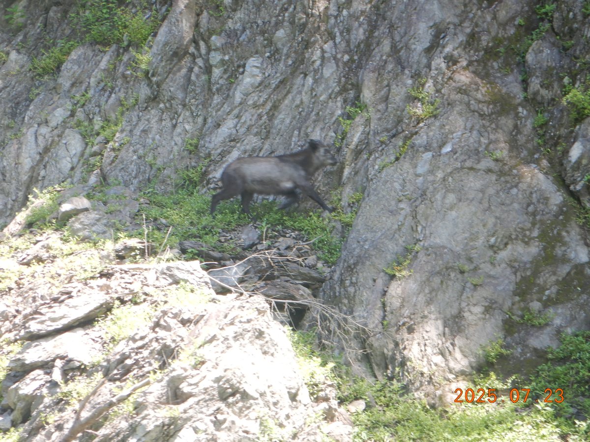 mlit_nagashima's tweet image. 巡視中にカモシカを発見！とカメラを向けたら、大慌てで逃げられてしまいました。そんなに急いで逃げなくても、、😓　#長島ダム　#水しごと　#長島ダムの生き物たち