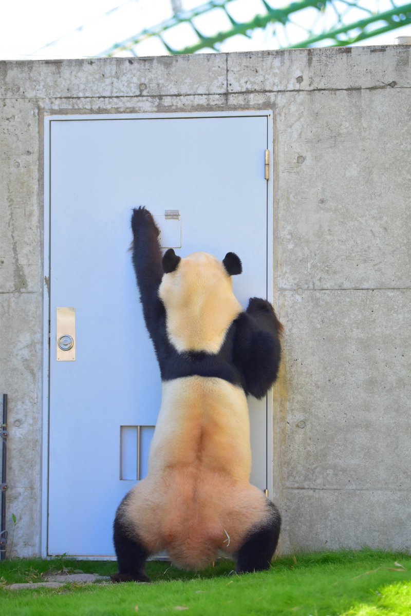 さちぱんだ🐼 (@sachipan36) / Posts / X