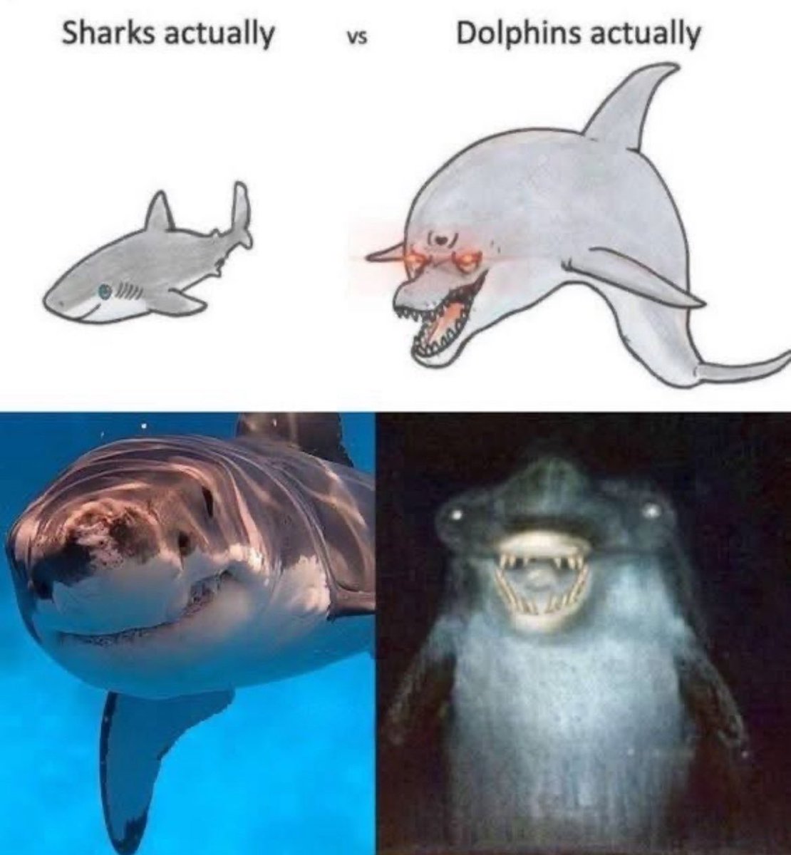 🤣 #WickedWednesday🦈 #SharkWeek