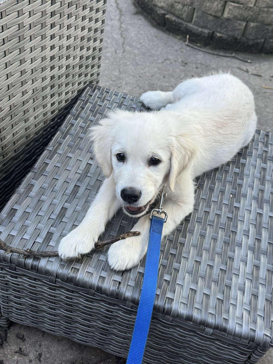 mke_vin's tweet photo. @13eechamFR Hanging out with the new puppy https://t.co/sUSyT2nKH6