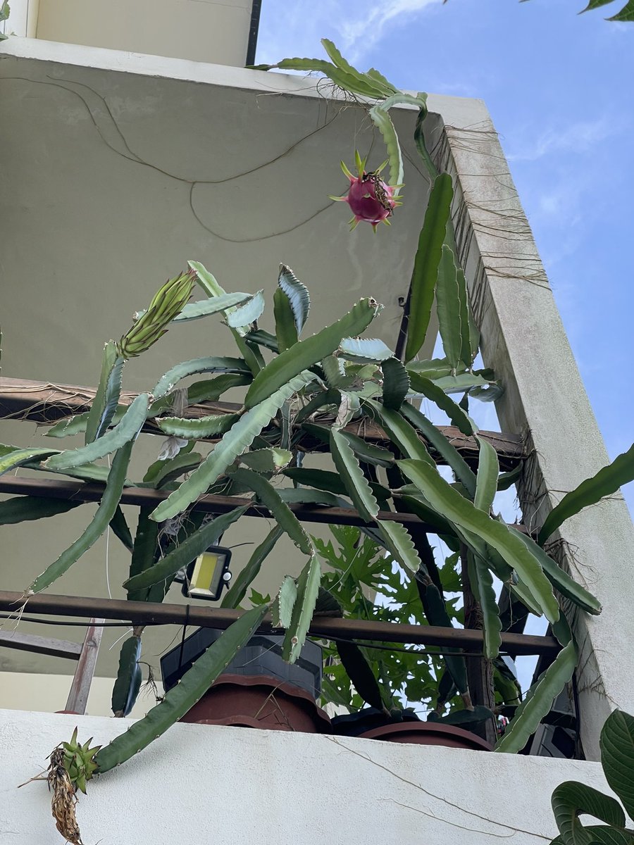 Having fruit forest at your house reaping nonstop fruits to me, is a real blessing. Its not cheap, requires a lottt of efforts but its all worth it
