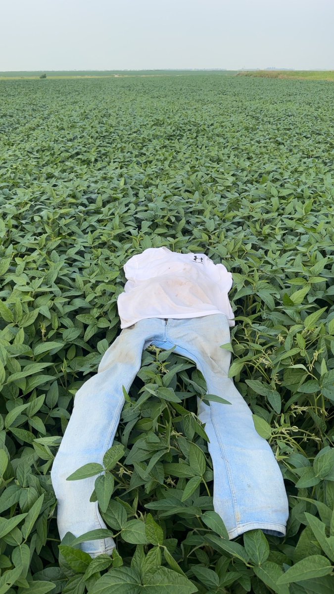 bigmothufacking's tweet image. Went and scouted some zero till soy beans. Not even pre harrowed. So thick it knocked my pants off