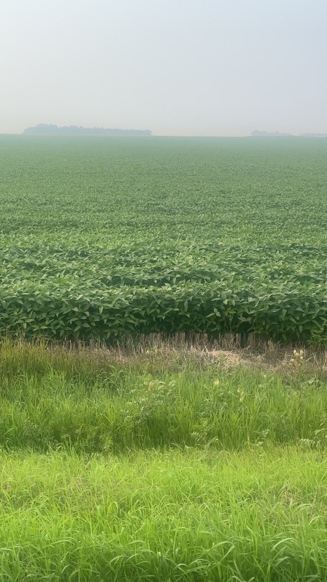 bigmothufacking's tweet image. Went and scouted some zero till soy beans. Not even pre harrowed. So thick it knocked my pants off