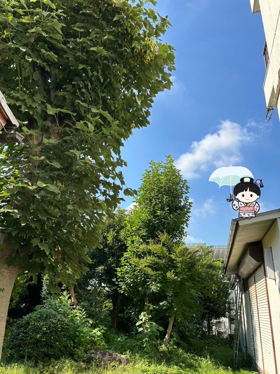 nobarako's tweet image. おはようございます🍀
7月24日木曜日
東京・駒込野ばら社の庭は晴れ
お隣の小学校はもう夏休みかな🌻?
プールからは元気な子どもたちの声🛟
さあ
元気で、幸福で、
今日も励みます。
健康を祈ります。