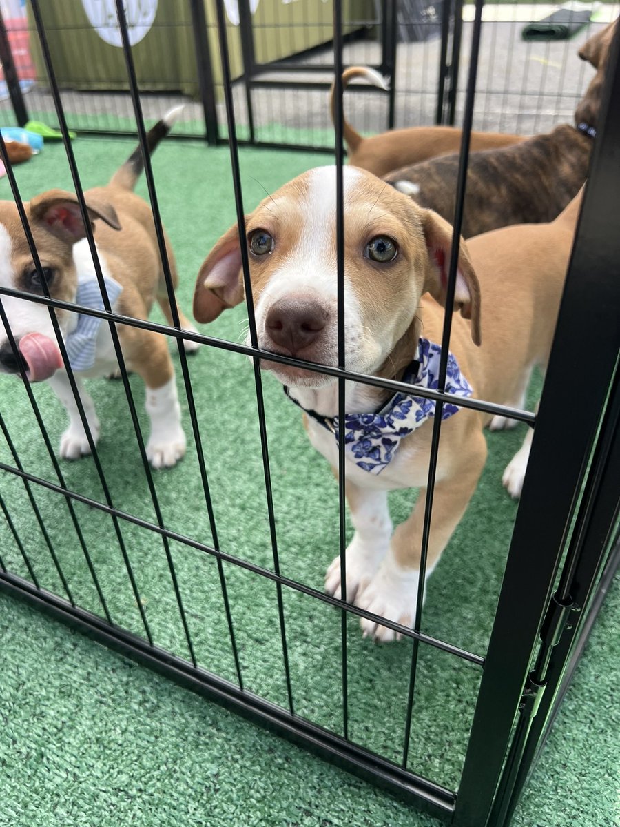 RyanWelchPhotog's tweet image. Sure, Patriots training camp started today… but outside in the village they had PUPPIES!! All but one of the pups brought in by the @PotterLeague today were adopted, and the last one was put on a hold by a family in the final minutes of the day!