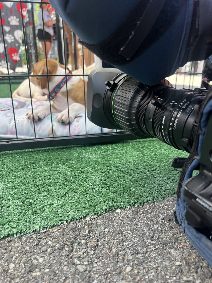 RyanWelchPhotog's tweet image. Sure, Patriots training camp started today… but outside in the village they had PUPPIES!! All but one of the pups brought in by the @PotterLeague today were adopted, and the last one was put on a hold by a family in the final minutes of the day!