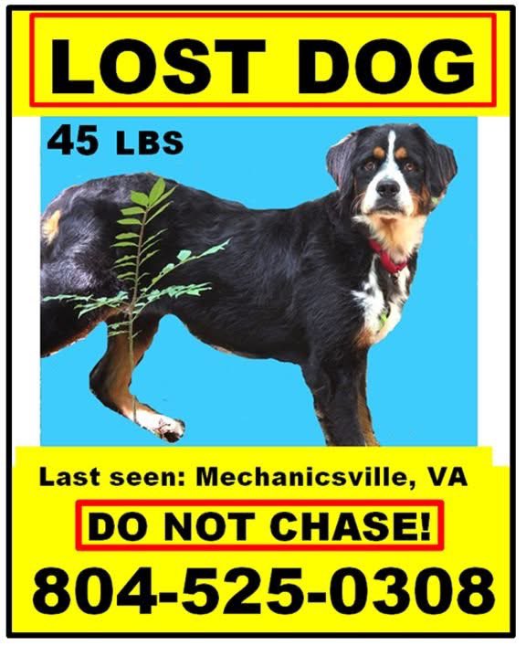 OPH_Rescue's tweet image. Lost in Mechanicsville, VA. Please share and call the number on the flier with sightings!
