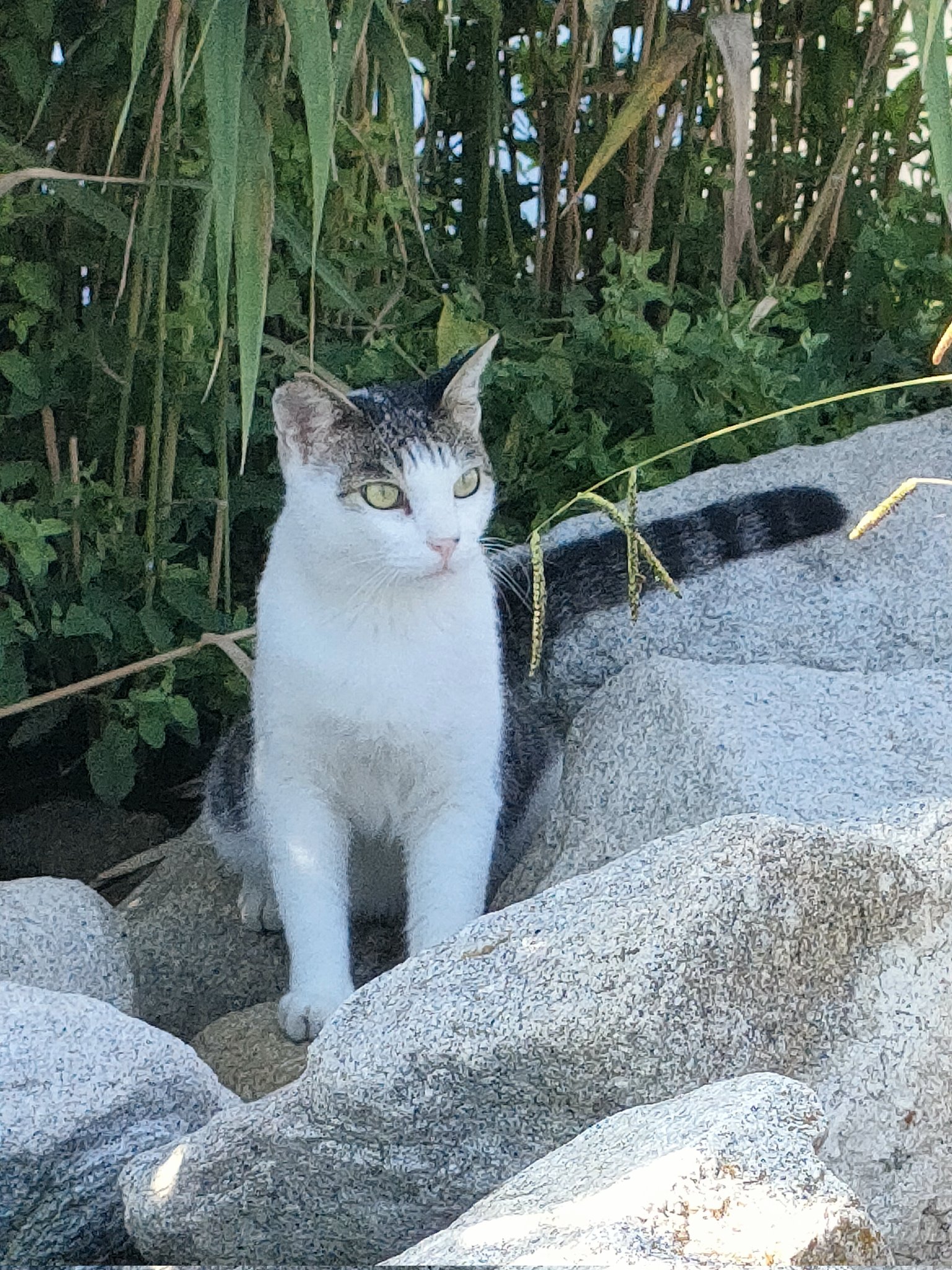 にゃんこ　 mqdefault.jpg