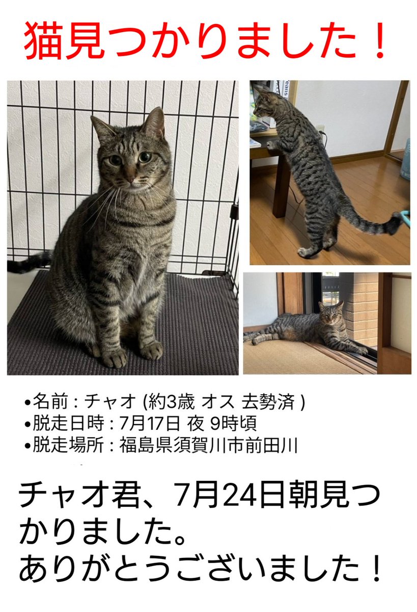 7月17日(木)に須賀川で脱走してしまった猫チャオ君は、24日(木)朝に見つかったそうです。拡散などご協力いただいた皆さまには、お礼申し上げます。ありがとうございました！＃猫 #猫見つかりました ＃福島 ＃須賀川