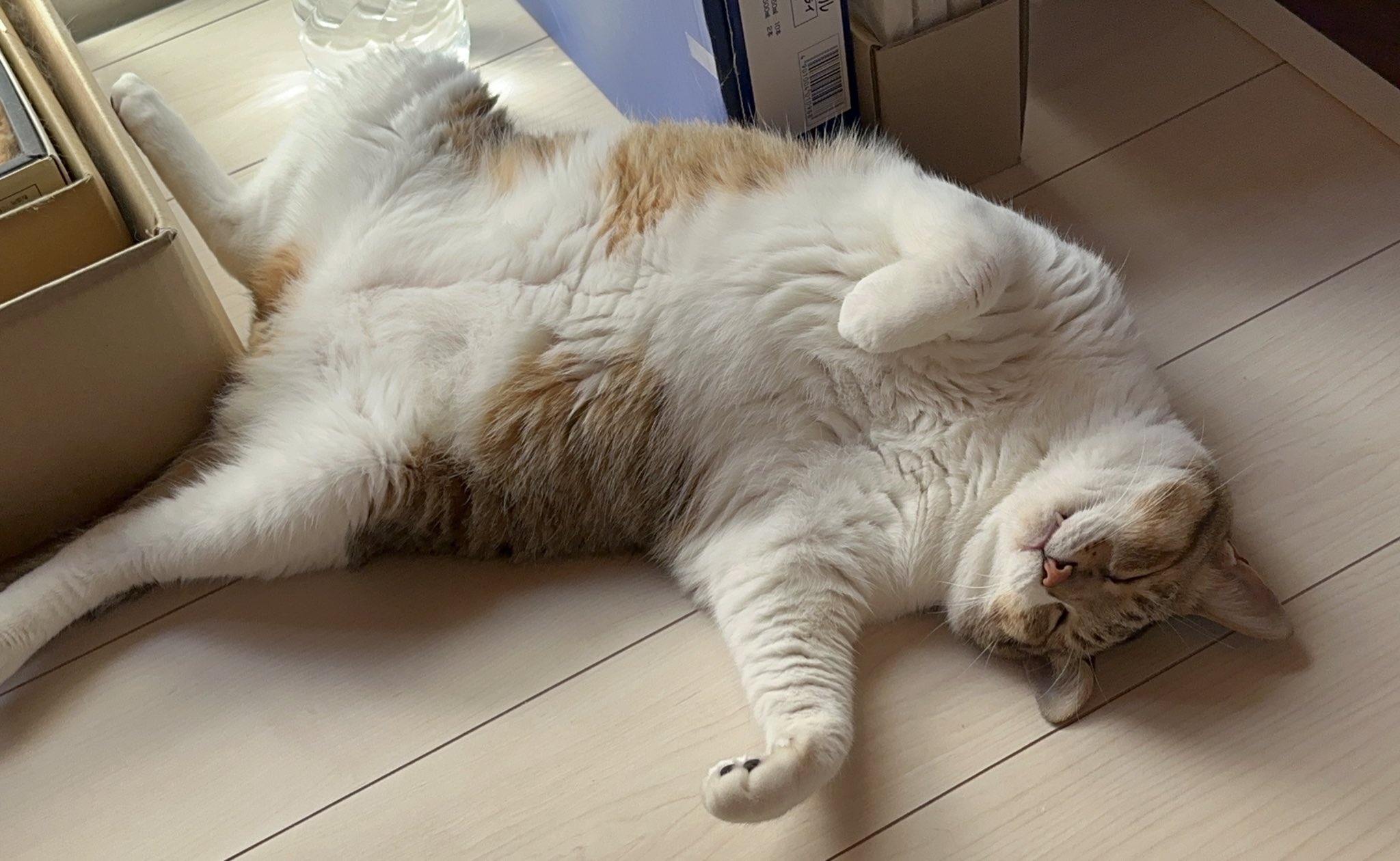 猫好 猫日是好日 on X: 