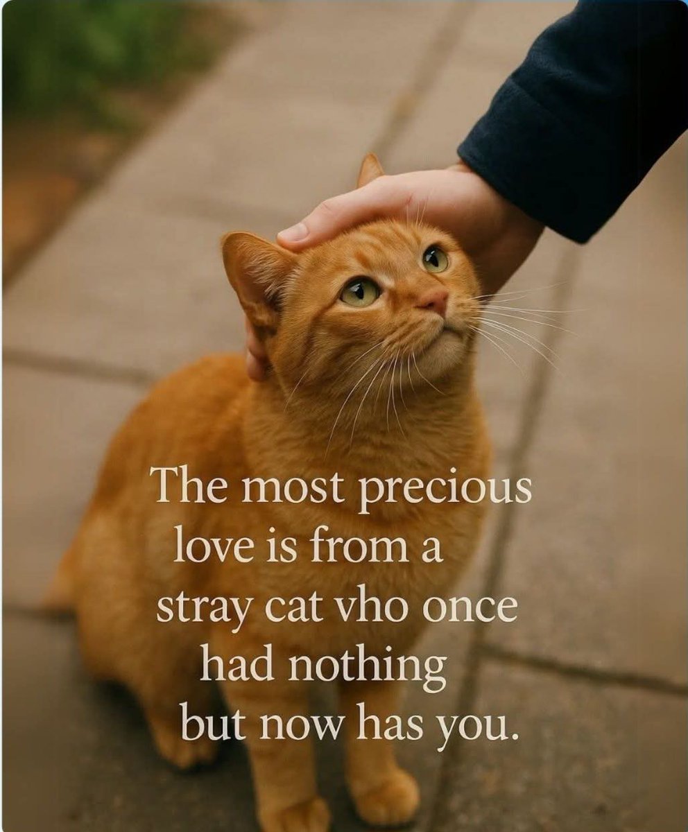Cats and Kittens (@catsnkittys) on Twitter photo 