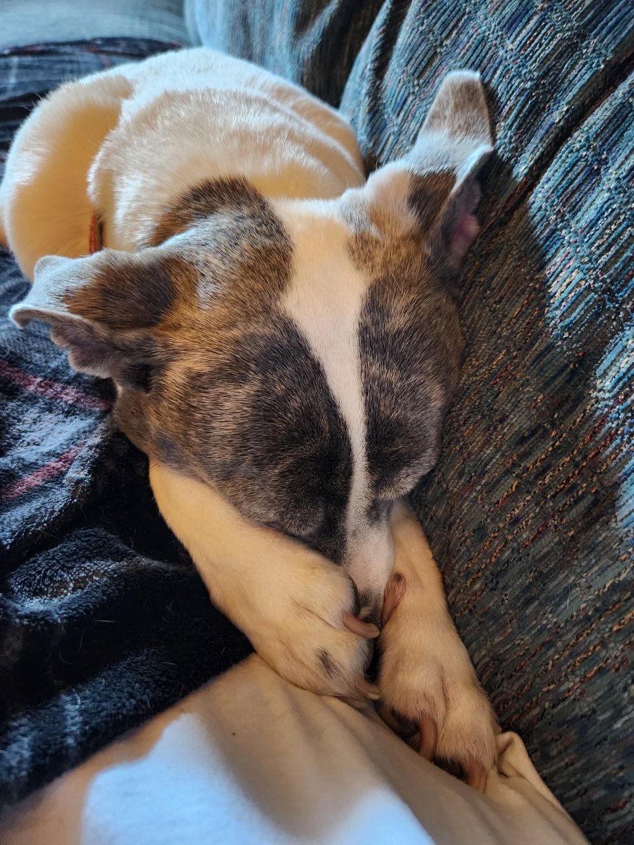 Isley23's tweet image. I guess someone is exhausted from taking a walk and playing all evening. 🐕😴❤️🤣