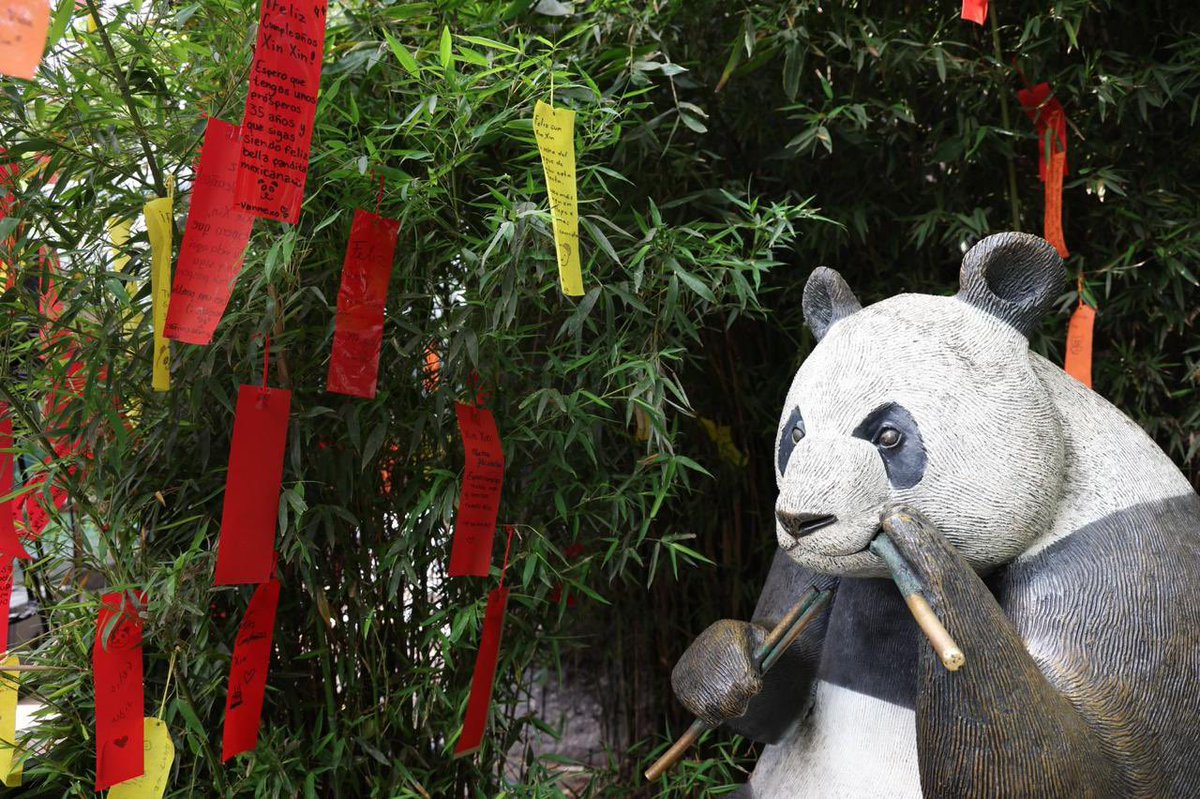 AnitaLomeli's tweet image. Hoy celebramos los 35 años de Xin Xin, la única panda gigante de América Latina. Con el billete conmemorativo de @lotenal, presentado por @ClaraBrugadaM, honramos a este símbolo de la #CapitalDeLaTransformación. Gracias al embajador @ChenDaojiang por fortalecer nuestros lazos.