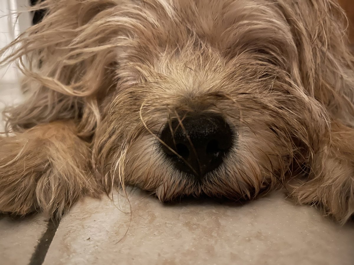 Bedhead. Sweet dreamies 😴