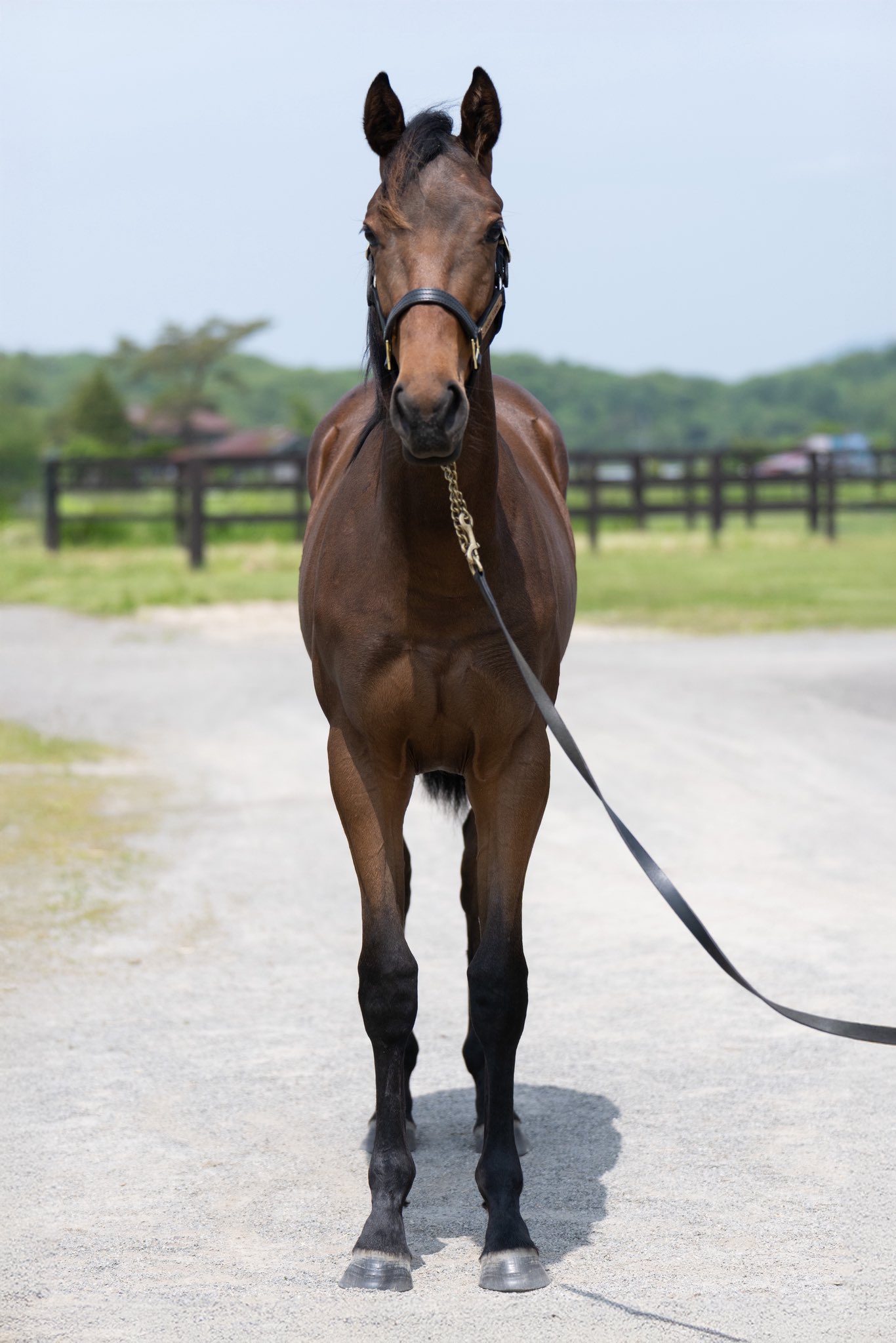 牧場ウマウマ GRANDAME-JAPAN優勝馬のふるさと／松浦牧場（グラーツィア号