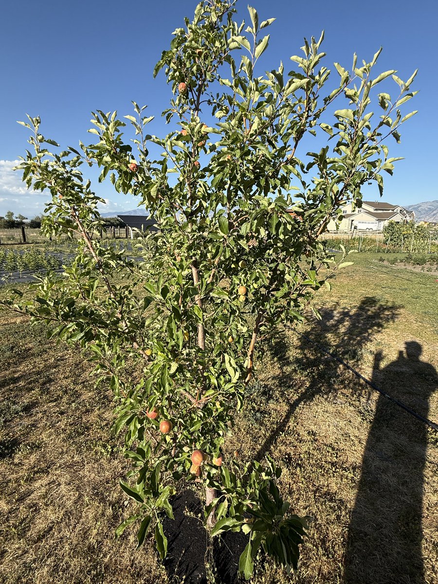 SledgeDev's tweet image. I have apples