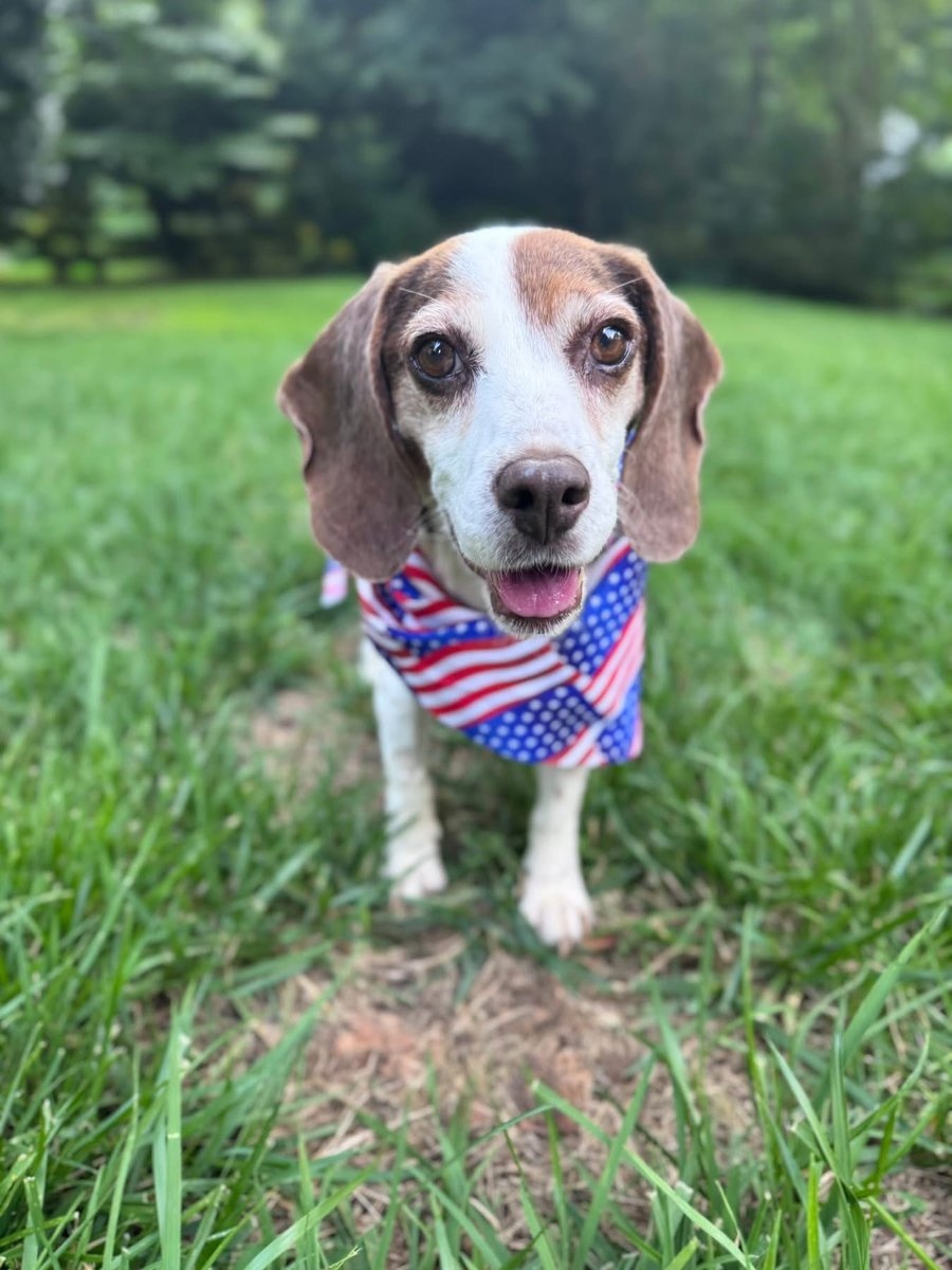 TriBeagles's tweet image. Adoptable #beagle of the day ROSIE tribeagles.org/product/rosie-…