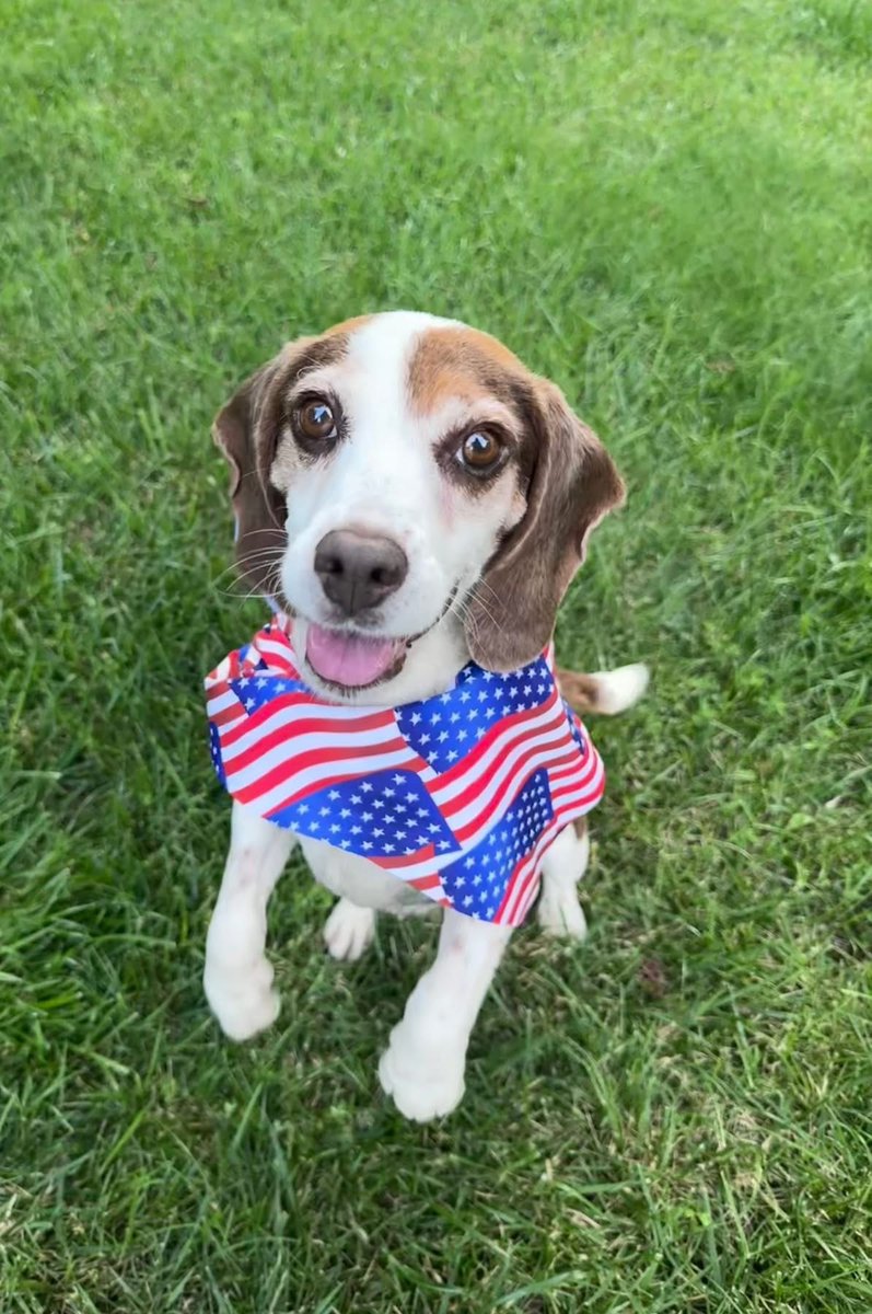 TriBeagles's tweet image. Adoptable #beagle of the day ROSIE tribeagles.org/product/rosie-…