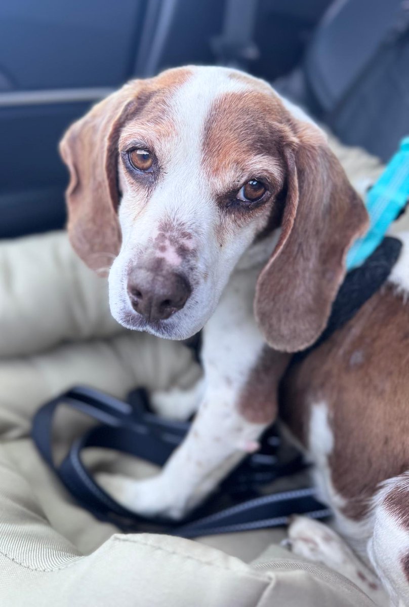 TriBeagles's tweet image. Adoptable #beagle of the day ROSIE tribeagles.org/product/rosie-…