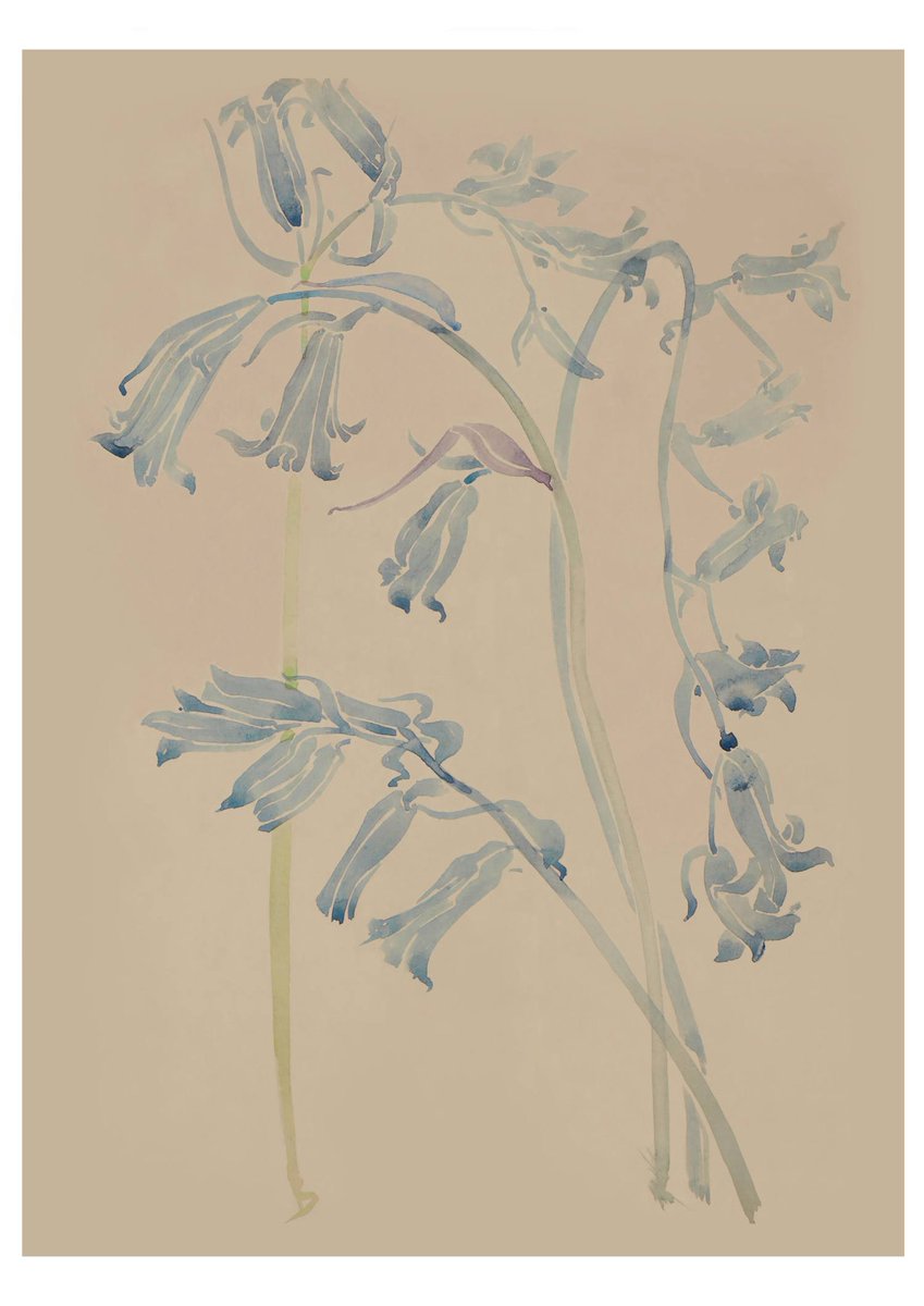 DuilleDesign's tweet image. Order your beautiful print: duille.com/harebells
"Harebells". Charles Rennie Mackintosh. c.1900.