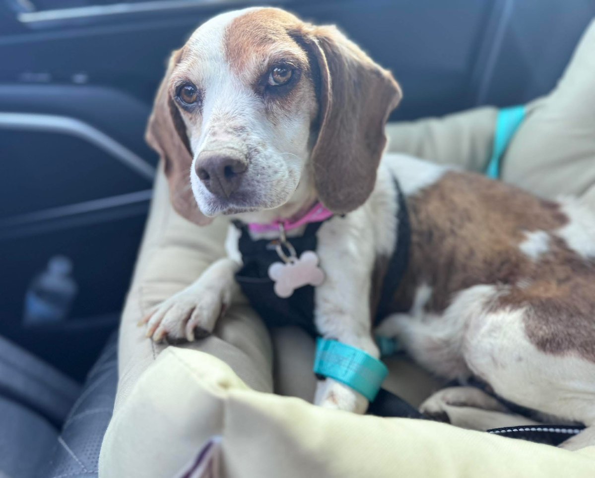 TriBeagles's tweet image. Adoptable #beagle of the day ROSIE tribeagles.org/product/rosie-…