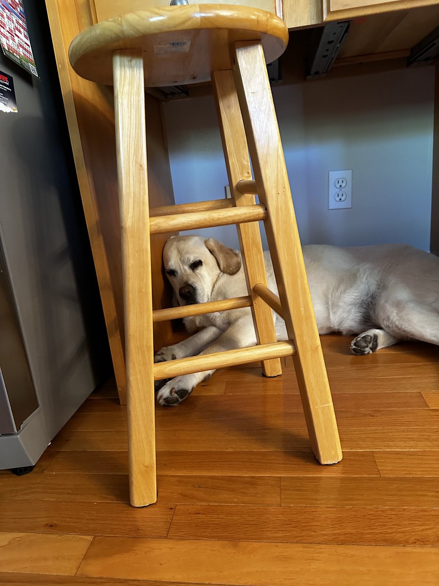 xvermonter61's tweet image. A little compilation of my day! Good night and sweet dreams!😴 #DogsofTwitter ##WhatEverWednesday