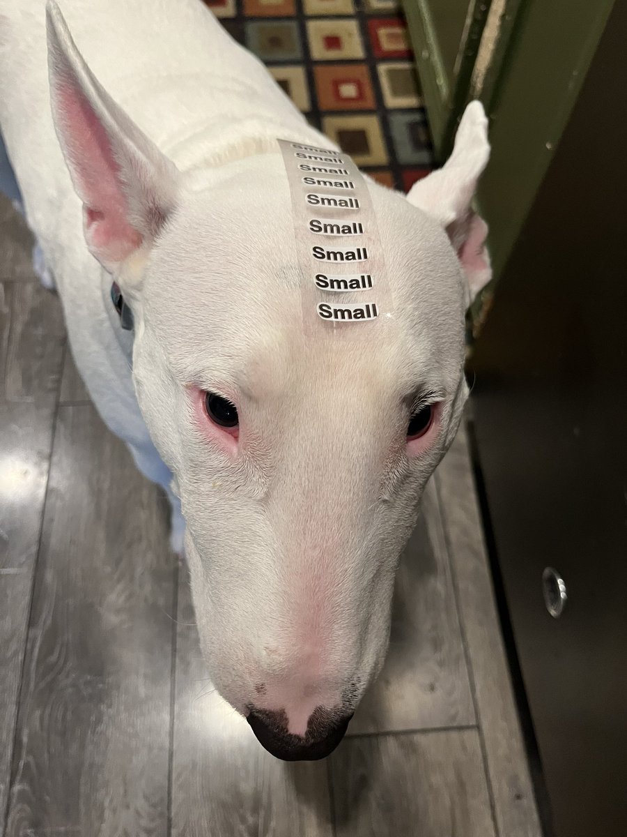 PupperNelson's tweet image. just a lil guy