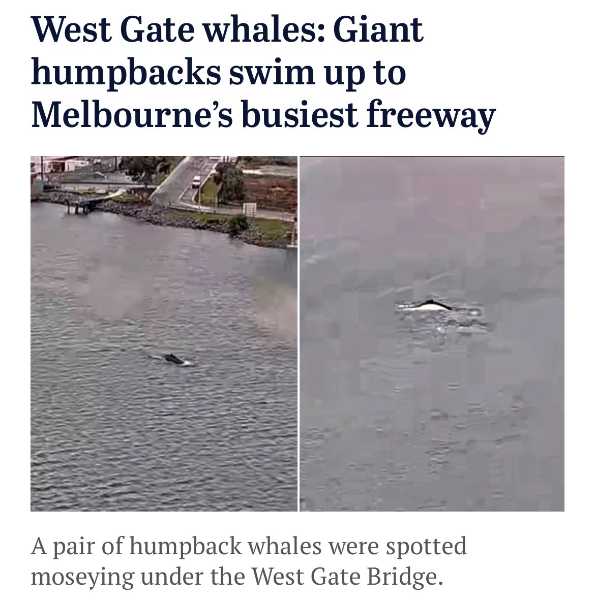 Melbourne_says's tweet image. Melbourne is so rich in culture that even humpback whales are migrating here. 👏🏼
And now I’m just waiting for the usual Twitter crowd to race on down there and scream “go back to where you came from.” Hahahahahahaha