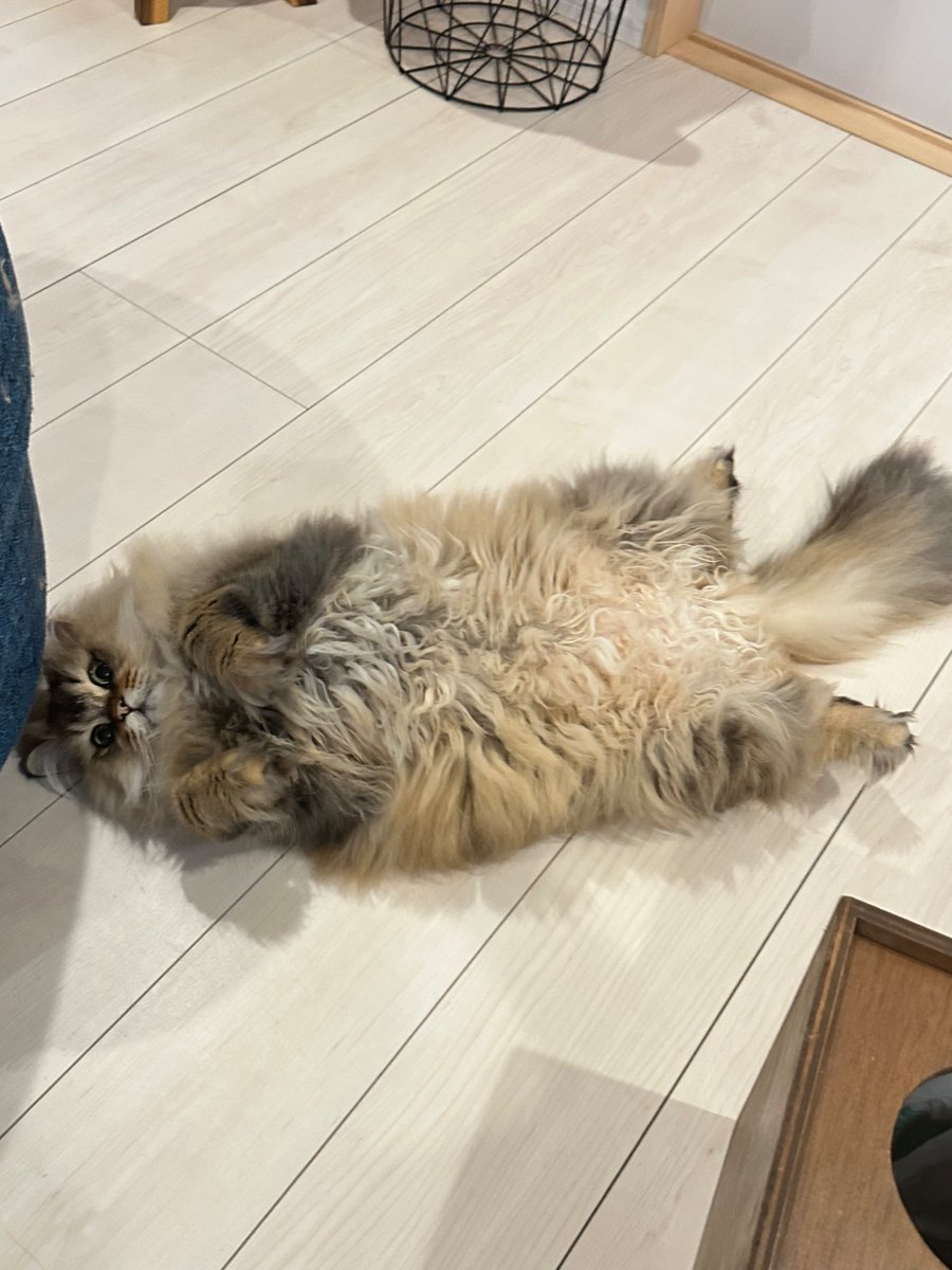 carfactory_toen's tweet image. おはようございます☀
本日も元気に営業中🐈
謎のアジフライが床に…
#猫好きさんと繫がりたい #車好きさんと繋がりたい #バイトくん #揚げ物