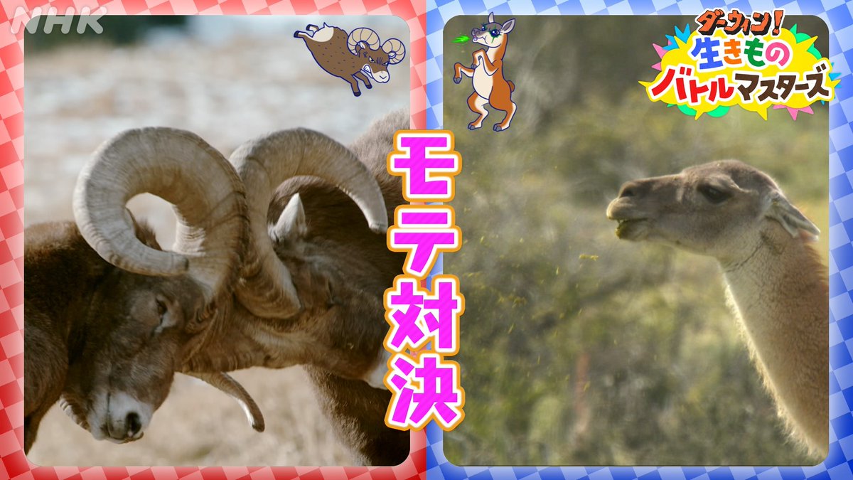 nhk_darwin's tweet image. 【ダーウィン!生きものバトルマスターズ】
次回は<モテたい!恋のワールドカップ>
キリンの首ハンマーに
ビッグホーンの頭突き
さらにグアナコの毒霧攻撃!?
世界各地の強者たちが
パワーでぶつかり合います!
25日(金)Eテレ あさ9時45分から
#ダーウィンが来た #ダーバト
