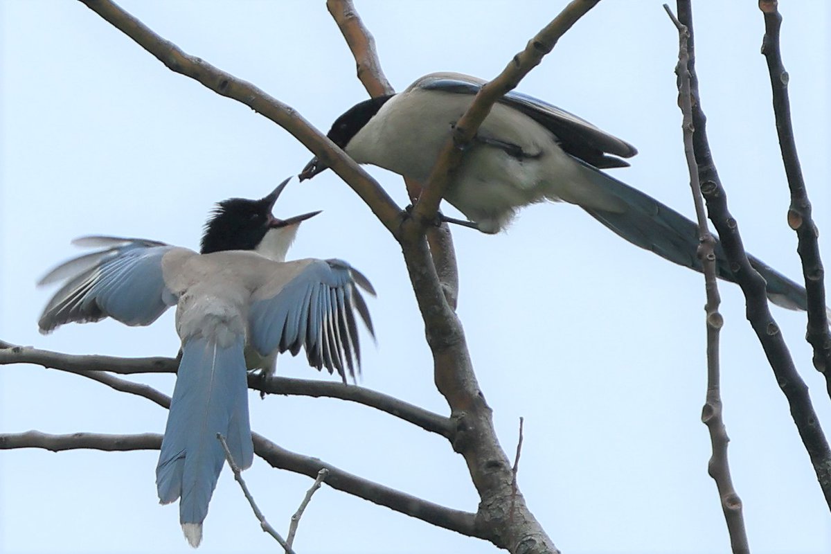 川崎事業所には #オナガ の親子も。こちらはお腹がすいているようです！

▼野鳥写真図鑑「オナガ」
global.canon/ja/environment…