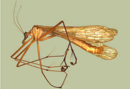 Zootaxa's tweet photo. First record of the insect order #Mecoptera (#Hexapoda) from #Uruguay
#taxonomy
https://t.co/6iDj9TyMXH https://t.co/dMCPJb2PnC
