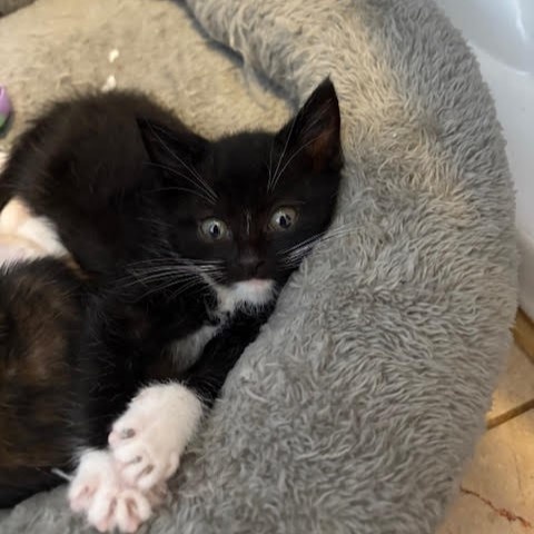 TreeHouseCats's tweet image. Seventeen #TreeHouseCats were adopted last week, including FeLV+ kitty Floof! Who took his position in the café as the new cat-rista? ☕️ We can’t wait to introduce you to Moonshine later this week! 🌙
#Adopt #Chicago #Cats #ShelterCats #CatCafe #Kittens #KittenSeason