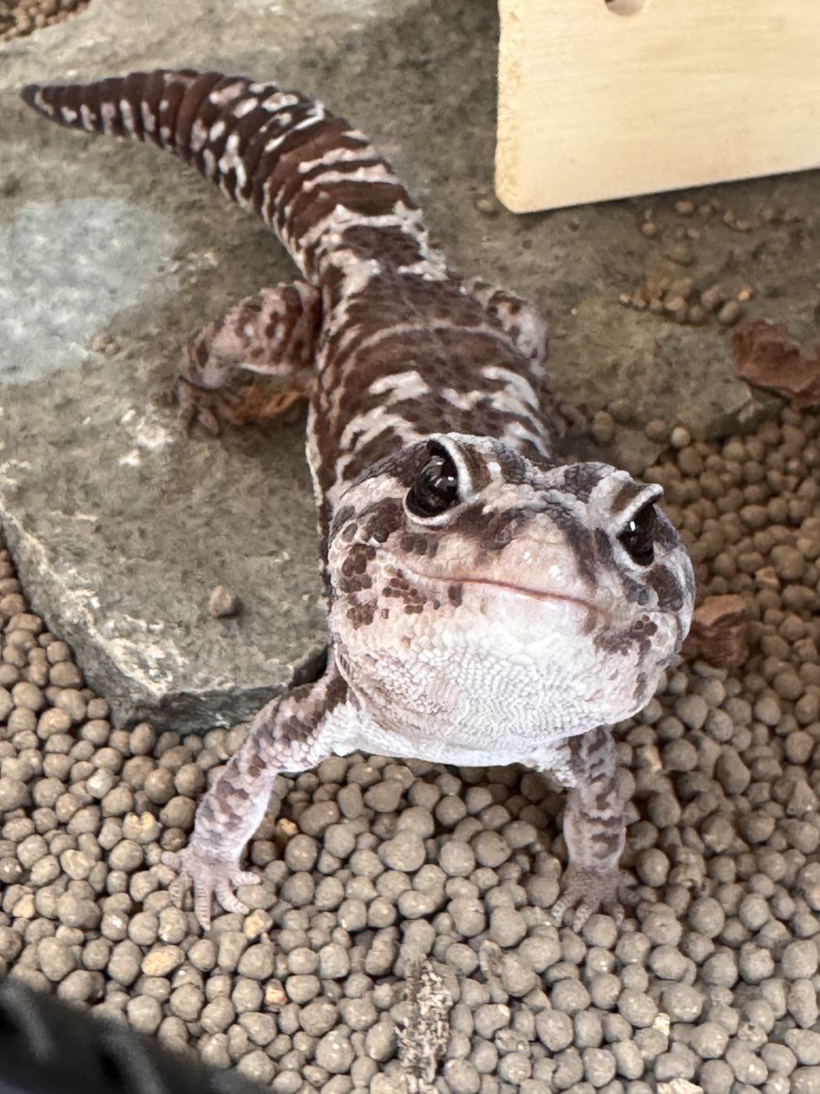 お久しぶりです。
みんな元気してるよ～🦎

#毎月24日はニシアフの日
#24日はニシアフの日 
#ニシアフリカトカゲモドキ