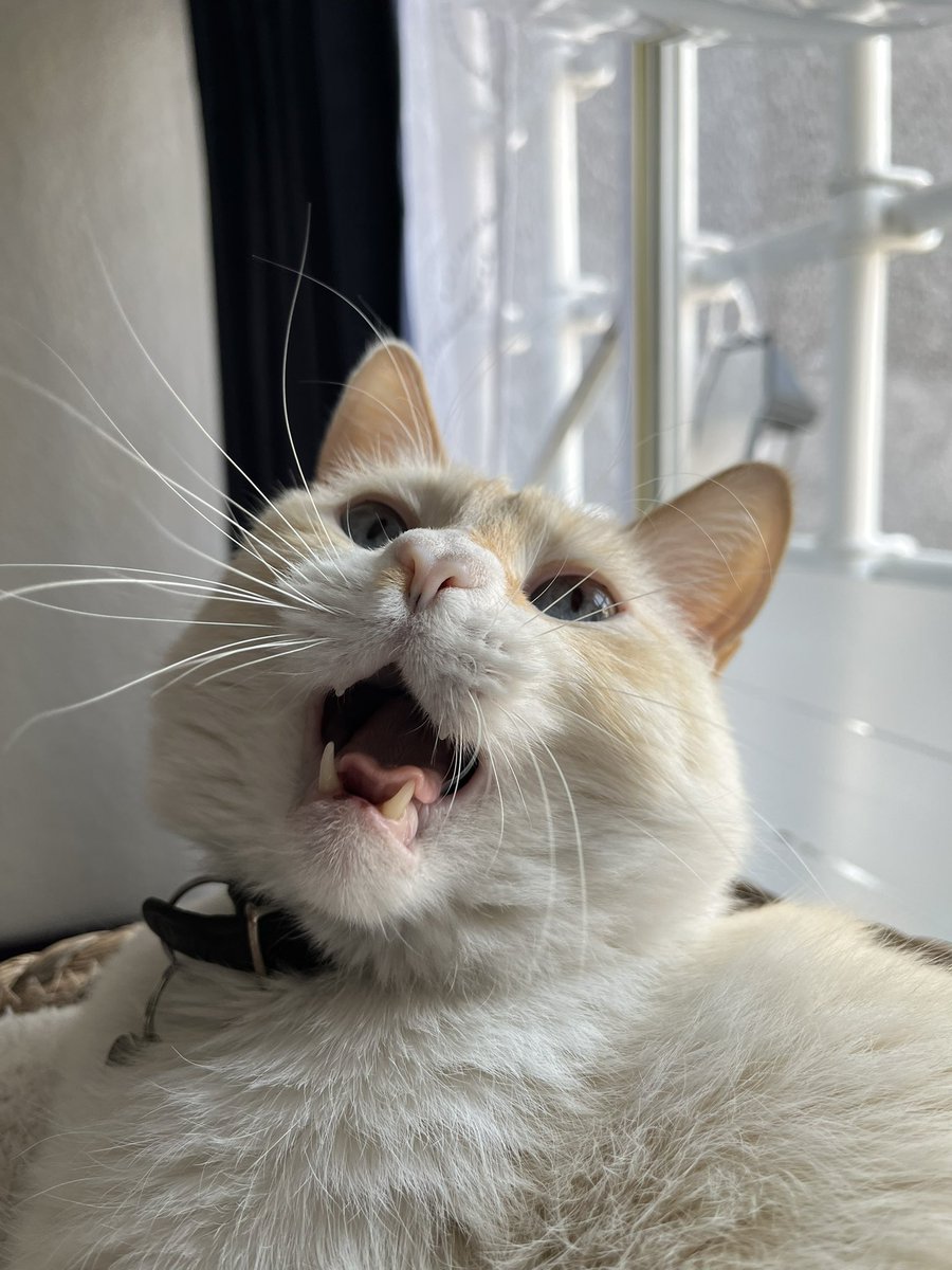 KoshkaMorrison's tweet image. Vamos a dejar las votaciones hasta el viernes en la noche, para, el sabado 26 de julio 2025, nombrar a los ganadores.
Sigan votando, y poniendo la foto de su animalito de compañía en el tuid fijado, denle laiks i compartan el post del concurso ❤️